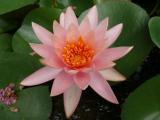 [Cliquez pour agrandir : 62 Kio] Austin - Mayfield Preserve: water lily flower.