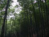 [Cliquez pour agrandir : 135 Kio] Liyang - L'océan de bambous : la forêt de bambous.