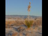 [Cliquez pour agrandir : 81 Kio] White Sands - Flowering plant in the dunes.