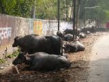 [Cliquez pour agrandir : 176 Kio] Agra - Buffles sur le bord de la route.