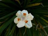 [Cliquez pour agrandir : 48 Kio] Rio de Janeiro - Le jardin botanique : fleur.