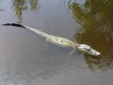 [Cliquez pour agrandir : 75 Kio] Louisiana - Alligator in a bayou.