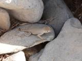 [Cliquez pour agrandir : 86 Kio] Pedernales Falls - A lizard.