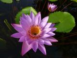 [Cliquez pour agrandir : 63 Kio] Austin - Zilker Botanical Garden: water lily flower.