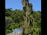 [Cliquez pour agrandir : 143 Kio] Rio de Janeiro - Le jardin botanique : arbre couvert de mousse.