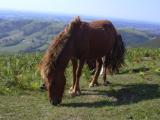 [Cliquez pour agrandir : 101 Kio] Pays Basque - Pottok.