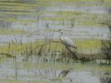 [Cliquez pour agrandir : 159 Kio] Bharatpur - Le Keoladeo Ghana National Park : héron.