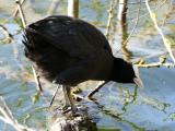 [Cliquez pour agrandir : 174 Kio] La Courneuve - Le parc Georges-Valbon : foulque.