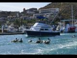 [Cliquez pour agrandir : 164 Kio] Cabo San Lucas - Pélicans suivant un bateau.