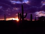 [Cliquez pour agrandir : 44 Kio] Tucson - Sunset behind the Saguaros at Sabino Canyon.