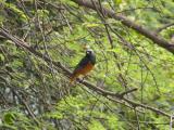 [Cliquez pour agrandir : 196 Kio] Bharatpur - Le Keoladeo Ghana National Park : oiseau.