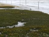 [Cliquez pour agrandir : 128 Kio] Arcachon - Le bassin : prés salés.