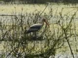 [Cliquez pour agrandir : 258 Kio] Bharatpur - Le Keoladeo Ghana National Park : marabout.