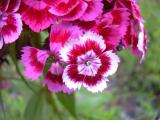 [Cliquez pour agrandir : 70 Kio] Pays Basque - Œillet de poète (Dianthus barbatus).