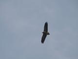 [Cliquez pour agrandir : 25 Kio] Bharatpur - Le Keoladeo Ghana National Park : vautour.