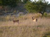 [Cliquez pour agrandir : 139 Kio] Pedernales Falls - Hinds.