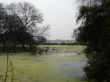 [Cliquez pour agrandir : 149 Kio] Bharatpur - Le Keoladeo Ghana National Park : marais.