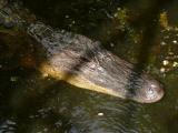 [Cliquez pour agrandir : 104 Kio] Louisiana - Alligator in a bayou.
