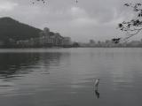 [Cliquez pour agrandir : 48 Kio] Rio de Janeiro - La lagune : vue générale et aigrette.