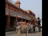 [Cliquez pour agrandir : 108 Kio] Jaipur - Âne et marchand dans la rue.