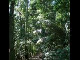 [Cliquez pour agrandir : 189 Kio] Rio de Janeiro - Le jardin botanique : sentier ombragé.