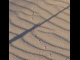 [Cliquez pour agrandir : 132 Kio] White Sands - Dunes: bird footsteps.