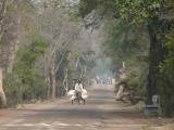 [Cliquez pour agrandir : 167 Kio] Bharatpur - Le Keoladeo Ghana National Park.