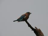 [Cliquez pour agrandir : 34 Kio] Bharatpur - Le Keoladeo Ghana National Park : oiseau.