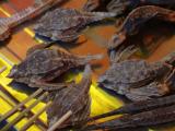 [Cliquez pour agrandir : 96 Kio] Chine - Brochettes de salamandre.