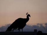 [Cliquez pour agrandir : 24 Kio] Cambo-les-Bains - La villa Arnaga : paon bleu (Pavo cristatus).