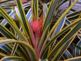 [Cliquez pour agrandir : 117 Kio] Rio de Janeiro - Le jardin botanique : plante en fleur.