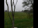 [Cliquez pour agrandir : 100 Kio] Somme - Mémorial de Beaumont-Hamel : arbre mort.