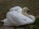 [Cliquez pour agrandir : 97 Kio] Pays Basque - Cygne tuberculé (Cygnus olor).