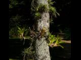 [Cliquez pour agrandir : 118 Kio] Rio de Janeiro - Le jardin botanique : plantes épiphytes.