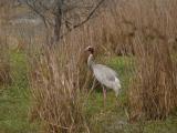 [Cliquez pour agrandir : 207 Kio] Bharatpur - Le Keoladeo Ghana National Park : grue.