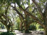 [Cliquez pour agrandir : 193 Kio] Rio de Janeiro - Le jardin botanique : arbres.