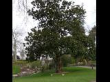 [Cliquez pour agrandir : 151 Kio] Nantes - Magnolia (Magnolia grandiflora).