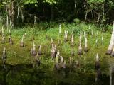 [Cliquez pour agrandir : 168 Kio] Louisiana - The bayous: the mangrove.