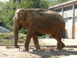 [Cliquez pour agrandir : 140 Kio] Lyon - Le parc de la Tête-d'Or : éléphant d'Asie.