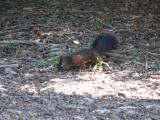 [Cliquez pour agrandir : 122 Kio] Lyon - Le parc de la Tête-d'Or : écureuil roux.