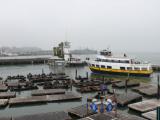 [Cliquez pour agrandir : 81 Kio] San Francisco - Pier 39: sea lions.