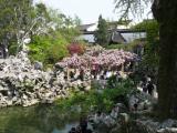 [Cliquez pour agrandir : 153 Kio] Suzhou - Le jardin du bosquet du lion : glycine en fleurs au dessus du bassin.