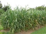 [Cliquez pour agrandir : 144 Kio] Louisiana - A plantation: sugarcanes.