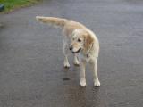 [Cliquez pour agrandir : 77 Kio] Pays Basque - Chien : golden retriever.