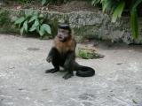 [Cliquez pour agrandir : 124 Kio] Rio de Janeiro - Le Corcovado : singe.