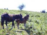 [Cliquez pour agrandir : 117 Kio] Pays Basque - Pottoks.