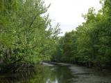 [Cliquez pour agrandir : 139 Kio] Louisiana - The bayous: general view.