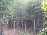 [Cliquez pour agrandir : 149 Kio] Liyang - L'océan de bambous : la forêt de bambous.