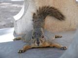 [Cliquez pour agrandir : 69 Kio] Austin - A squirrel.