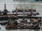 [Cliquez pour agrandir : 106 Kio] San Francisco - Pier 39: sea lions.